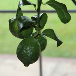 Mandarin Tree Gift - Citrus Tree Gift - Tree2mydoor
