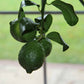 Mandarin Orange Tree Gift
