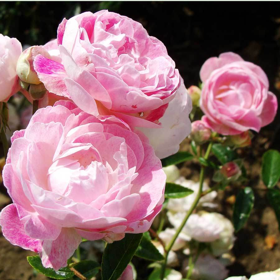 Pearl Anniversary Rose and Plaque Gift Pack Plaque - No Engraved Message - Rose Gift Pack - Tree2mydoor