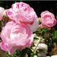 Pearl Anniversary Rose Bush