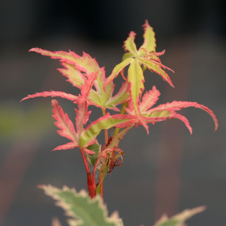 Pink Leaves of Japanese Maple Butterfly