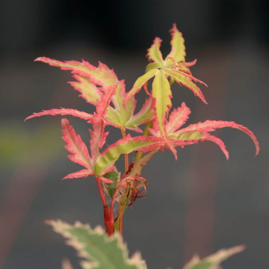 Butterfly Japanese Maple Tree Gift - Acer Tree Gift - Tree2mydoor