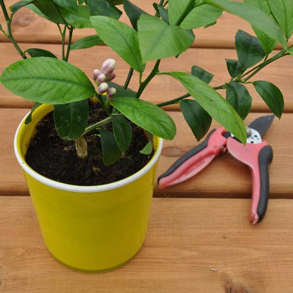 Lemon Starter Plant Gift - Citrus Tree Gift - Tree2mydoor