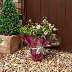 Pearl 30th Anniversary Rose Bush Gift - Rose Bush Gift - Tree2mydoor