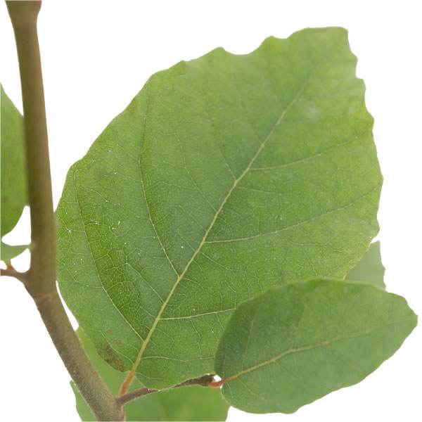 Beech Tree Gift - Native Tree Gift - Tree2mydoor