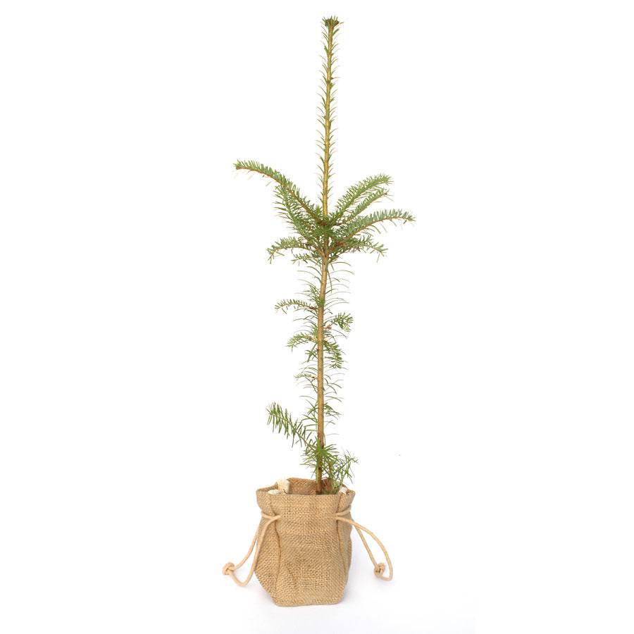 Nordmann Fir Tree Gift - Christmas Tree Gift - Tree2mydoor