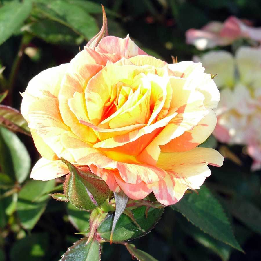 Hole in One Rose Bush | Rose gifts that grow UK – Tree2mydoor