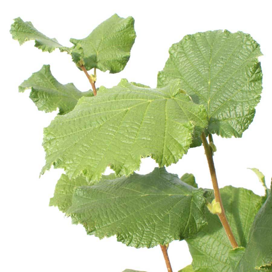 Hazel Cobnut Tree Gift - Nut Tree Gift - Tree2mydoor