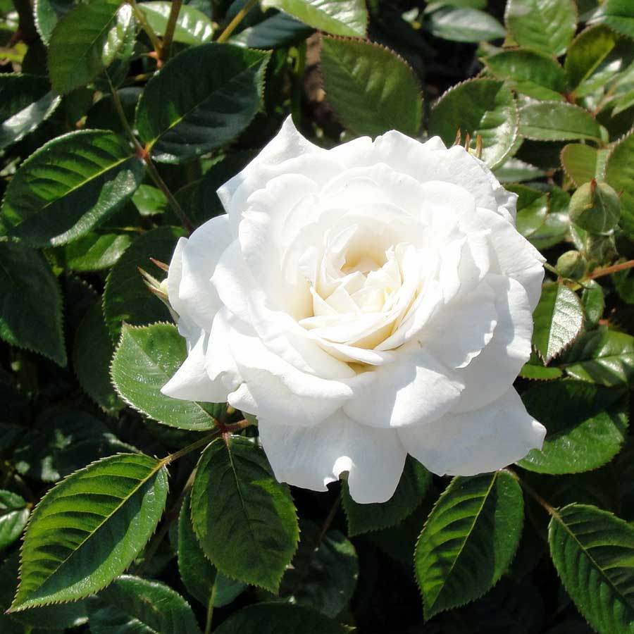 Diamond Anniversary Rose and Plaque Gift Pack Plaque - No Engraving - Rose Gift Pack - Tree2mydoor