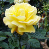 Buy a Yellow Climbing Rose Bush