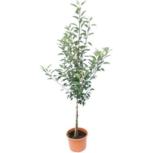 Queen Cox Apple Tree Gift - Fruit Tree Gift - Tree2mydoor