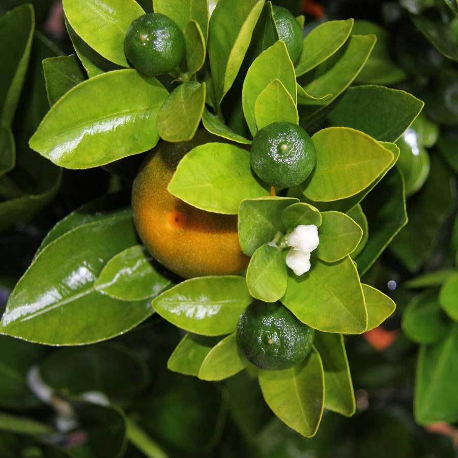 Calamondin Tree Gift - Citrus Tree Gift - Tree2mydoor