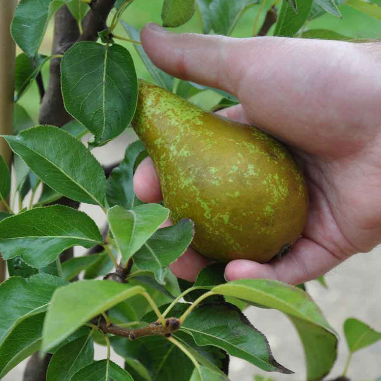 Conference Pears being picked