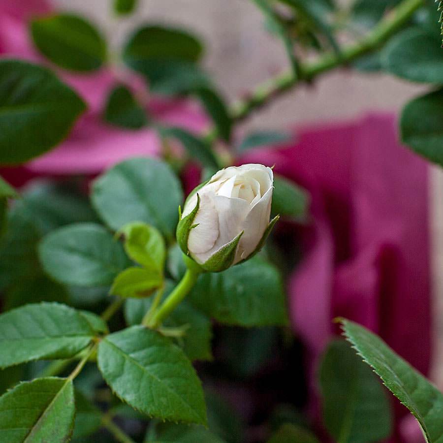 Silver 25th Wedding Anniversary Rose Gift - Rose Bush Gift - Tree2mydoor