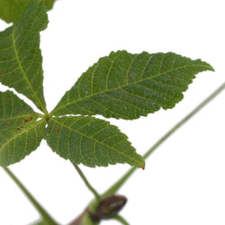 Horse Chestnut Tree Gift - Native Tree Gift - Tree2mydoor