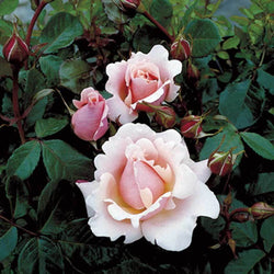 Valentines Heart Rose Bush Gift - Rose Bush Gift - Tree2mydoor