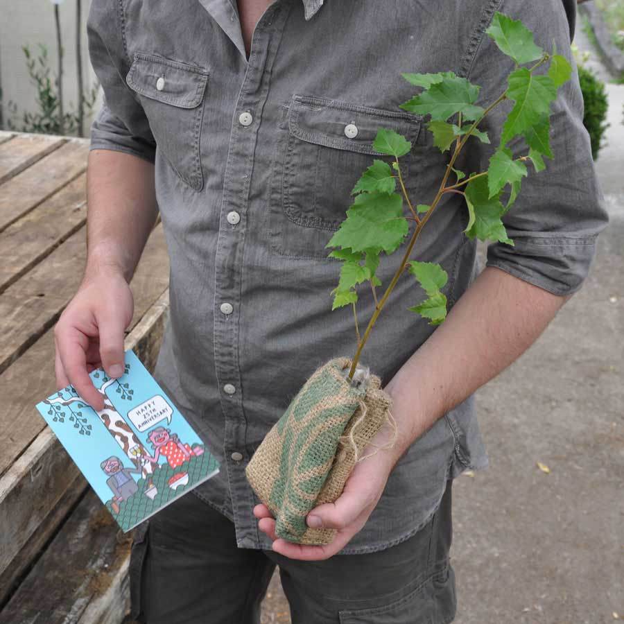 25th Wedding Anniversary Gift Pack Plaque - No Engraving - Tree Gift Pack - Tree2mydoor