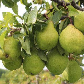 Little Sweetie Pear Tree Gift - Fruit Tree Gift - Tree2mydoor