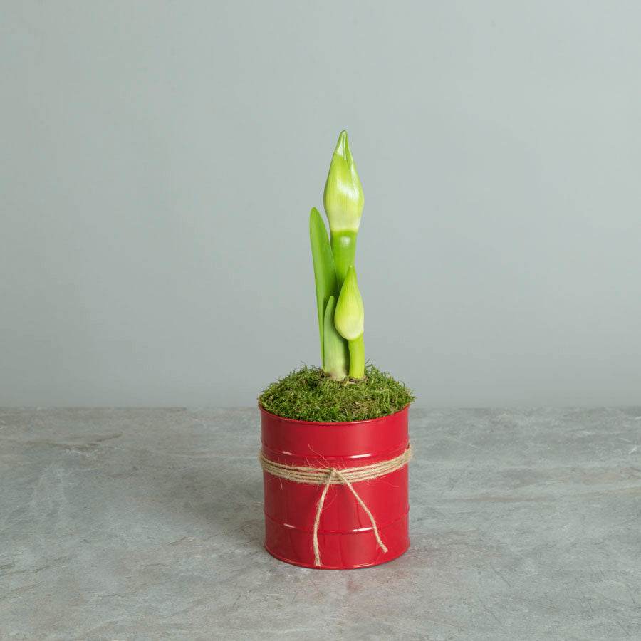 Red Christmas Amaryllis Gift - Indoor Plant Gift - Tree2mydoor