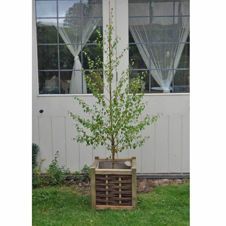 Golden Beauty Birch Tree Gift - Gardeners Club - Tree2mydoor