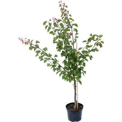 Nectarine Tree Gift - Fruit Tree Gift - Tree2mydoor