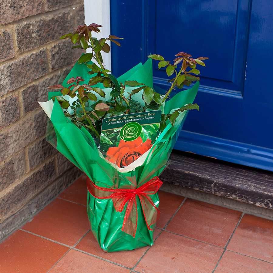 Ruby 40th Anniversary Rose Gift - Rose Bush Gift - Tree2mydoor