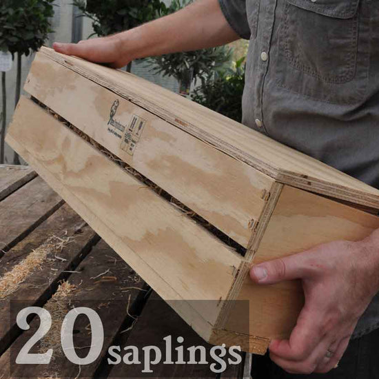 Tree Sapling Wedding Favours - 20 Pack