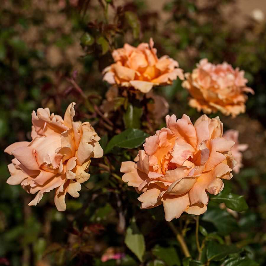 Breath of Life Climbing Rose Gift - Rose Bush Gift - Tree2mydoor