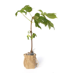 Horse Chestnut Tree Gift - Native Tree Gift - Tree2mydoor