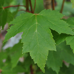 12L Acer rubrum Brandywine 1.5m - Gardeners Club - Tree2mydoor