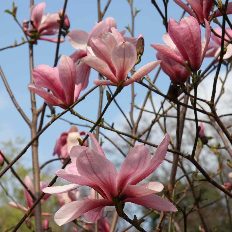 Pink Magnolia Tree Gift - Flowering Tree Gift - Tree2mydoor