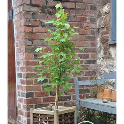 12L Acer rubrum Brandywine 1.5m - Gardeners Club - Tree2mydoor