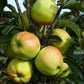 Buy a Golden Delicious Apple Tree
