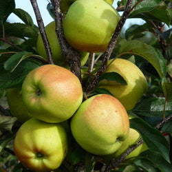 Golden Delicious Apple Tree Gift - Fruit Tree Gift - Tree2mydoor