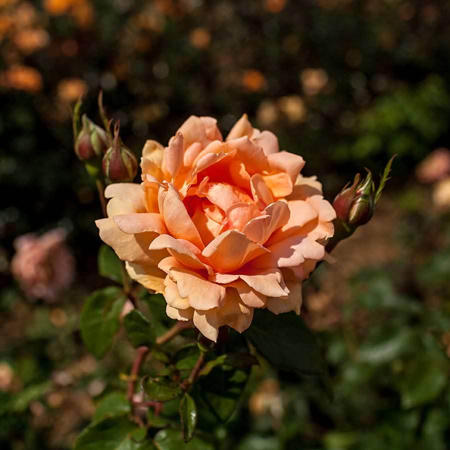 Breathe of Life Rose - Order a Breathe of Life Climbing Rose