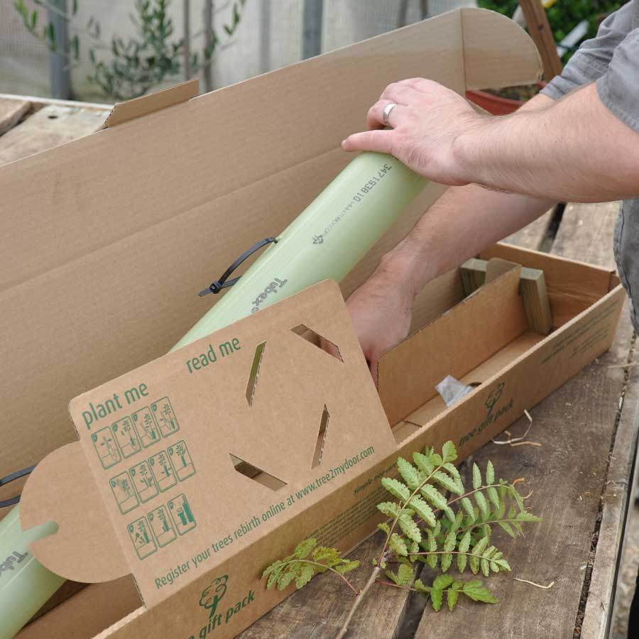 Anniversary Tree Gift Pack Tree of Love (Crab Apple) / Plaque - No Engraved Message - Tree Gift Pack - Tree2mydoor