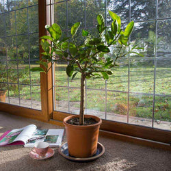Lime Tree Gift - Citrus Tree Gift - Tree2mydoor
