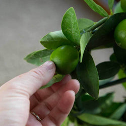 Mini Limequat Tree Gift - Citrus Tree Gift - Tree2mydoor