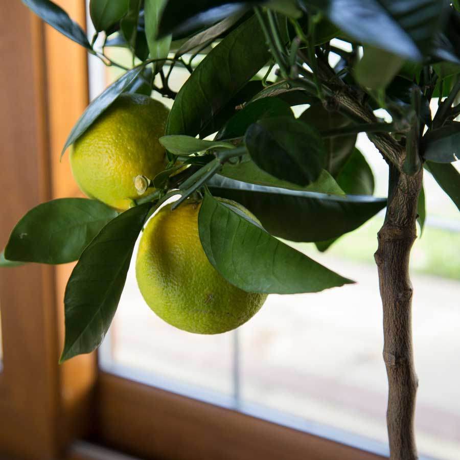 Orange Tree Gift - Citrus Tree Gift - Tree2mydoor