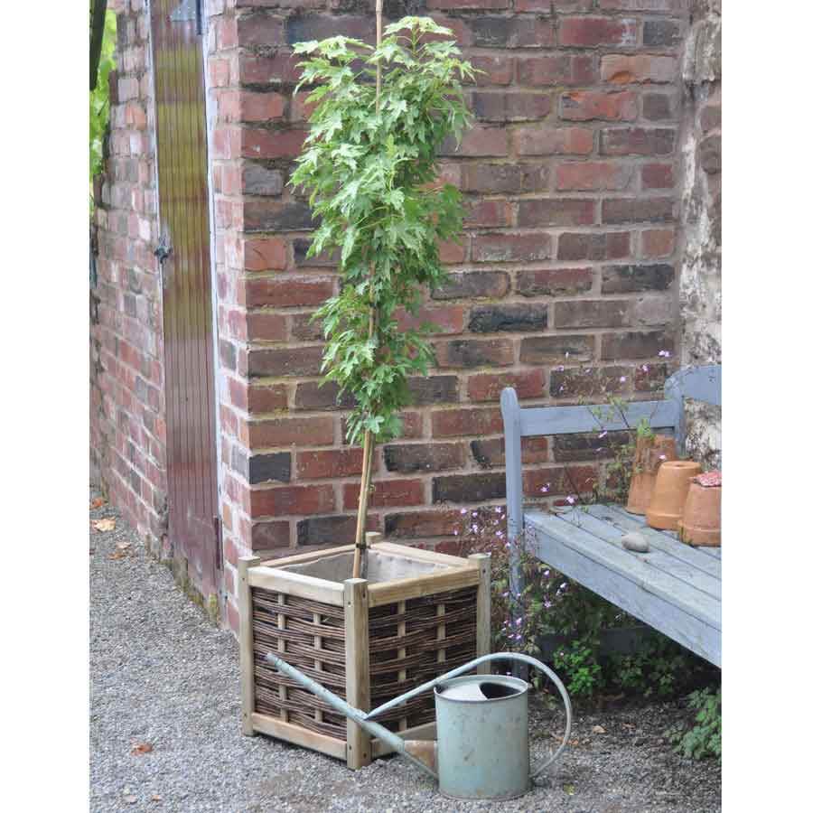 Sun Valley Maple Tree - Gardeners Club - Tree2mydoor