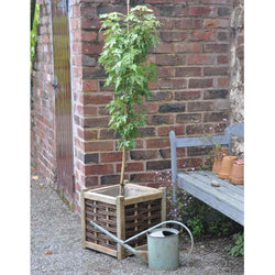 Sun Valley Maple Tree - Gardeners Club - Tree2mydoor