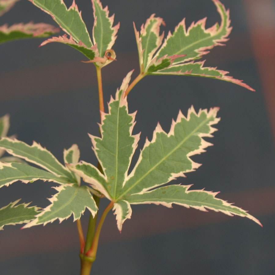 Butterfly Japanese Maple Tree Gift - Acer Tree Gift - Tree2mydoor