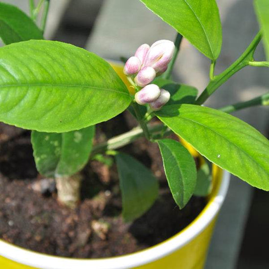 Buy a Small Lemon Plant
