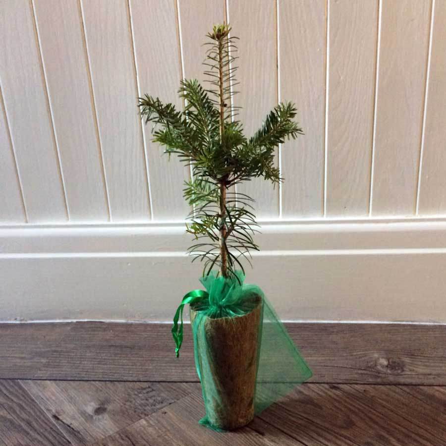 Nordmann Fir Tree Gift - Christmas Tree Gift - Tree2mydoor