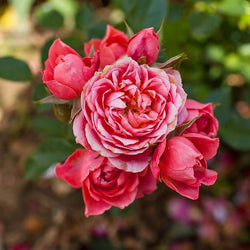 Happy Times Rose Bush Gift - Rose Bush Gift - Tree2mydoor