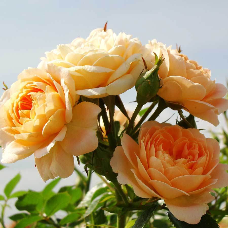 Sweet Dream Rose Gift - Rose Bush Gift - Tree2mydoor