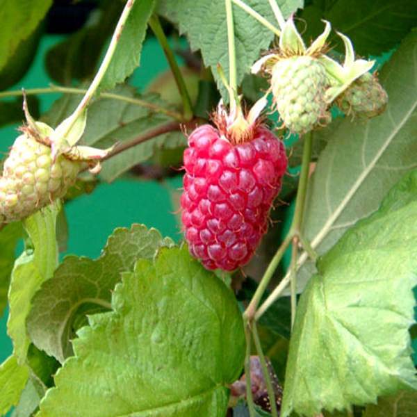 Berry Box Gift - Fruit Tree Gift - Tree2mydoor