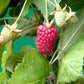 Buy a Berry Box Gift
