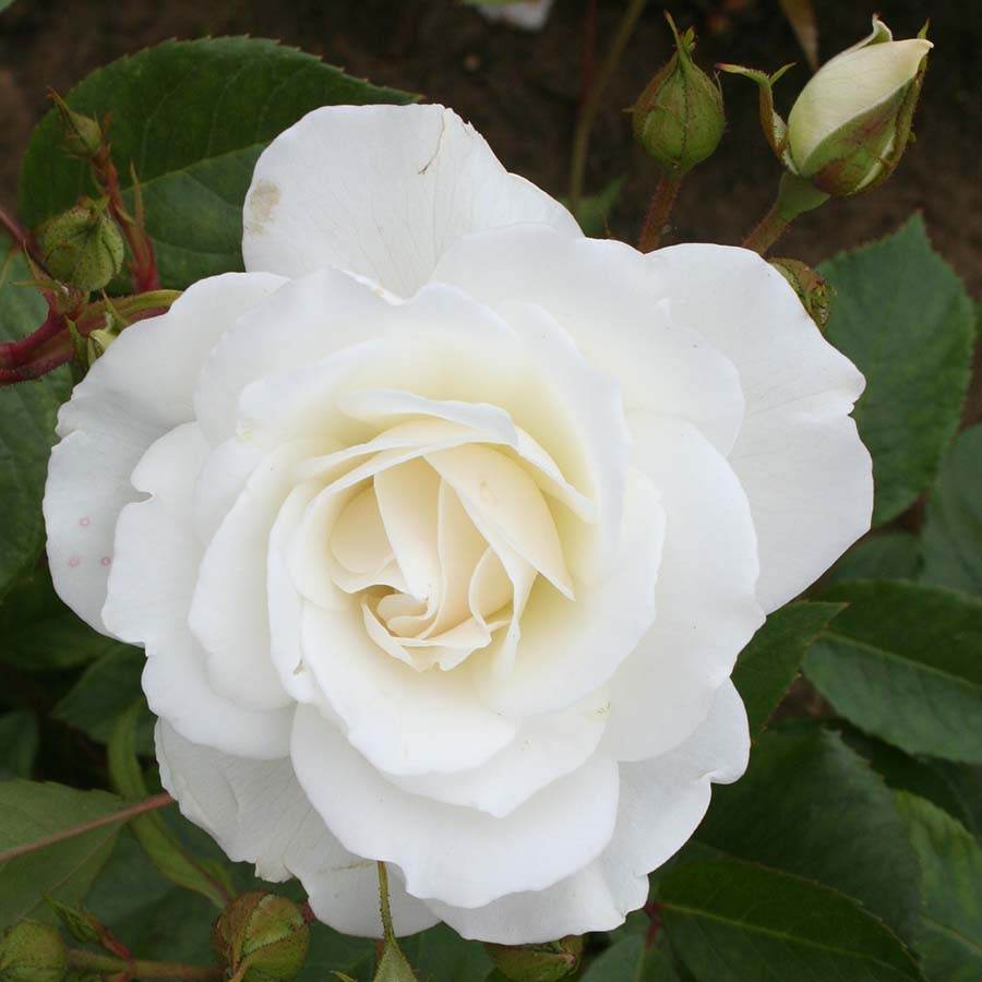 Iceberg Rose Bush Gift - Rose Bush Gift - Tree2mydoor