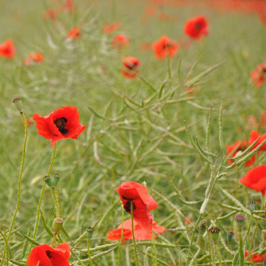 Love Growing! Corn Poppies and Corncockle WildFlowers